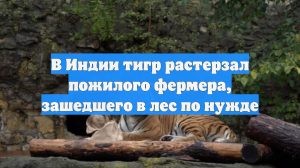 В Индии тигр растерзал пожилого фермера, зашедшего в лес по нужде