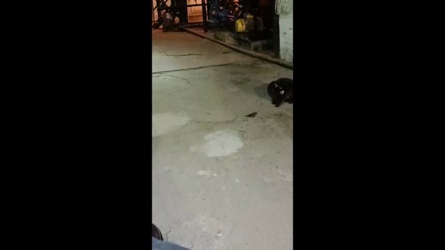 Кошки мышки