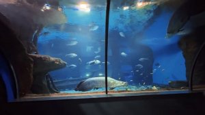 ГИГАНТСКИЙ ОКЕАНАРИУМ 🌊 Самый большой подводный мир в Москве 2026
