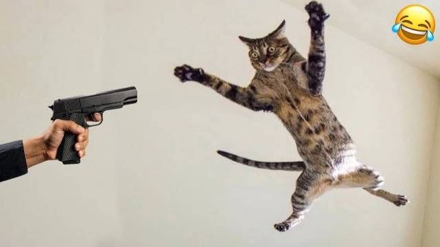 Смешные и забавные животные 😻😺 Лучшие приколы с животными 🐶 Подборка приколов с животными смотреть онлайн