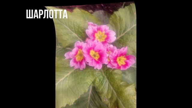 ПРИМУЛЫ В МОЁМ САДУ. смотреть онлайн