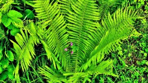 Папоротник у реки