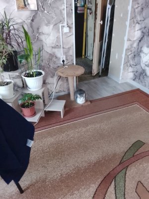 дресерую Машу не боятся высоты вы соты