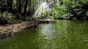Healing River in the Pines