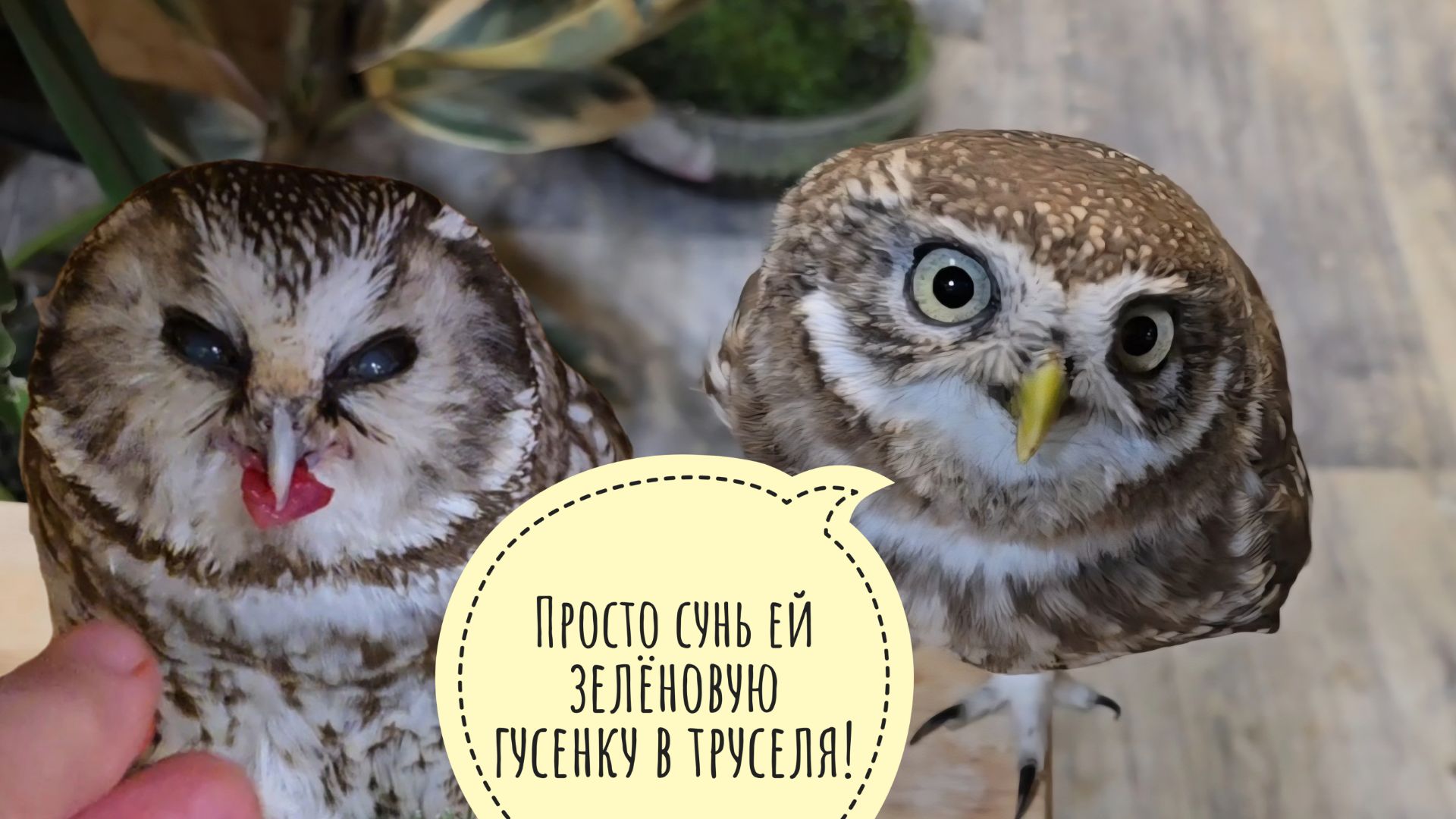 Маленькие совы Лучик и Чучундрий вынуждены слушать про странную интернетную тётку. У меня сталкер смотреть онлайн