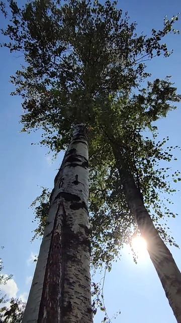 упражнение Дерево