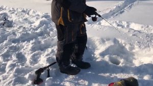 поимка форели на ратлин