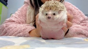 2025-12-02 13.51.35-Video-刺猬屁屁屋-屁屁咂吧嘴 #创作灵感 屁屁不仅会...可香了@DOU+小助手 #也太可爱了吧