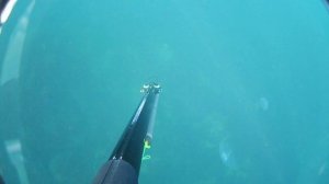 Подводная охота в начале декабря.