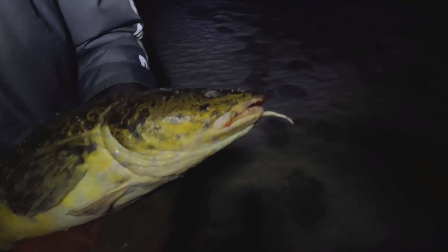 КАК ПОЙМАТЬ НАЛИМА? НА ПАЛКУ СТУКАЛКУ НОЧЬЮ! ЧАСТЬ 1.