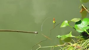 СПОКОЙНАЯ РЫБАЛКА