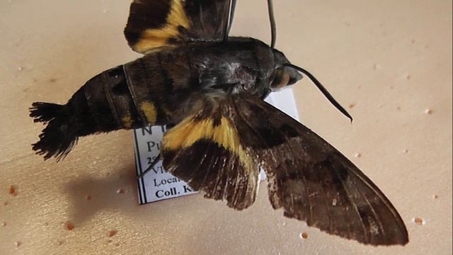 БРАЖНИКИ: 666. Macroglossum melas