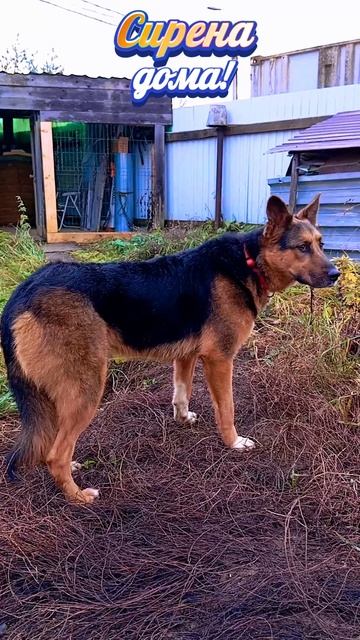 "Сирена и её дорога домой" ❥ Приют в Малинках #приютдляживотных