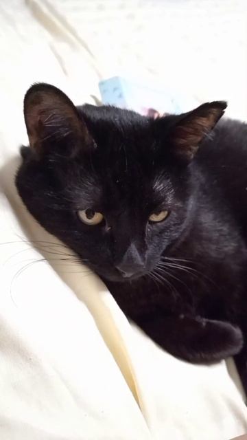 ПЫТАЮ КОТА!!!