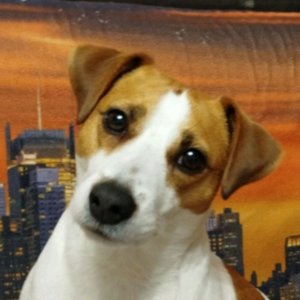 ФУТБОЛ СТИКМЕН