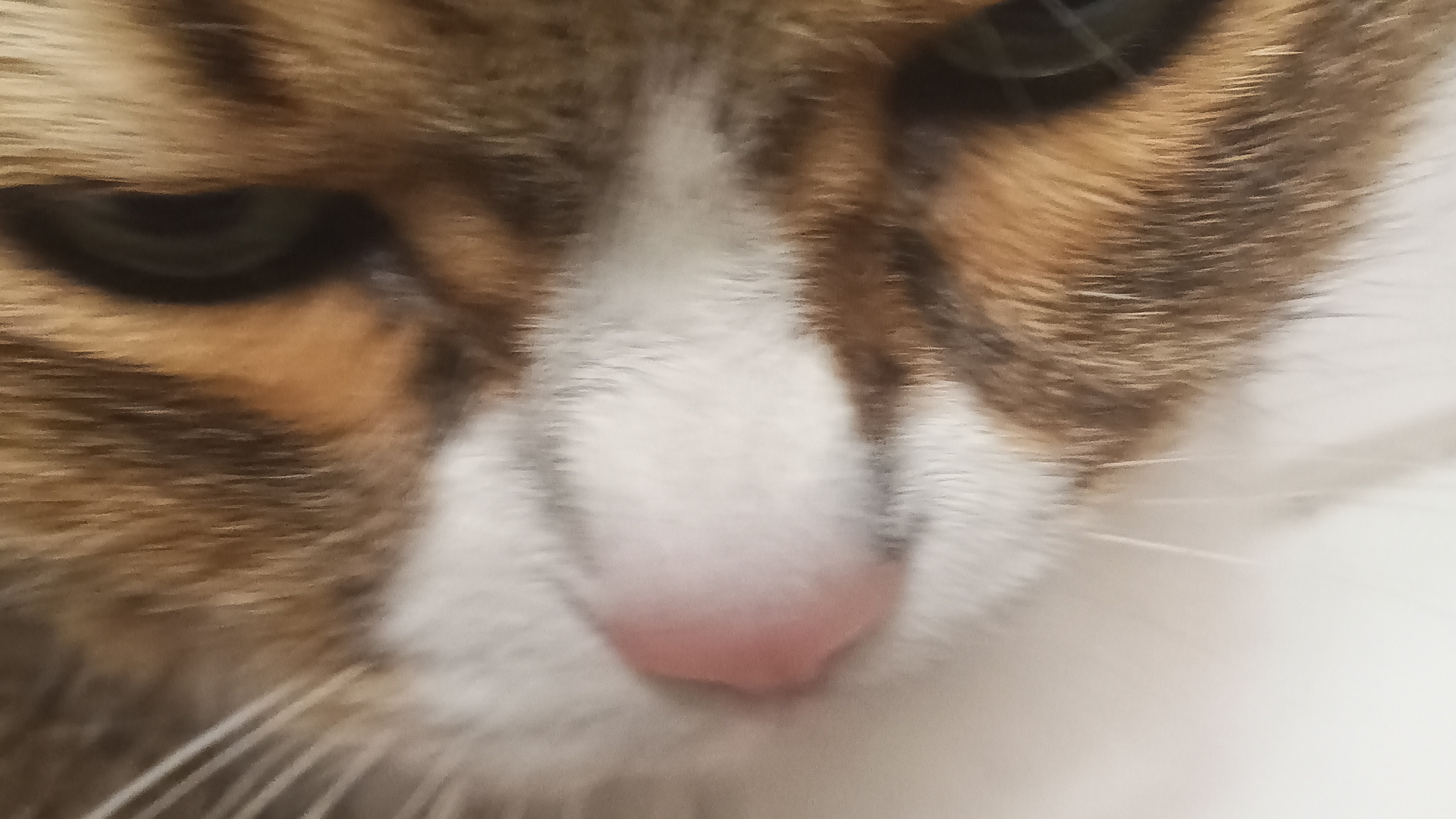 мяудовс (рофл) смотреть онлайн