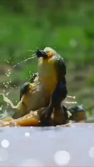 Борьба на болоте😱 смотреть онлайн