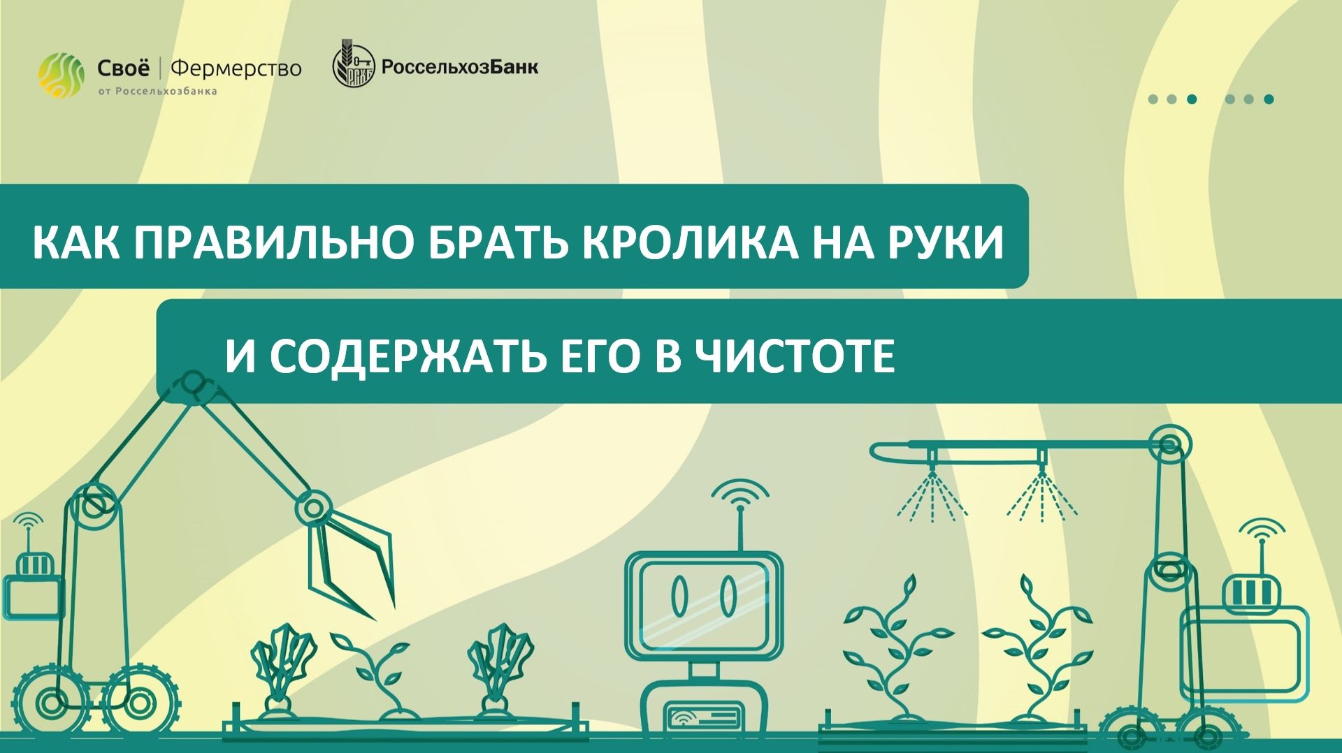 Как правильно брать кролика на руки и содержать его в чистоте