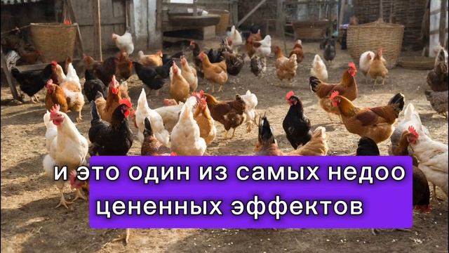 Зола и песок для кур 🐔 Главная ошибка из за которой куры лысеют, дерутся и гибнут