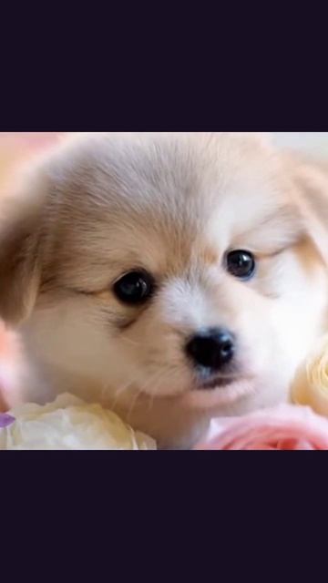 #милыещенки #щенячьебудни #ласкивдобавок #друзьячеловека #милота #щенкифото