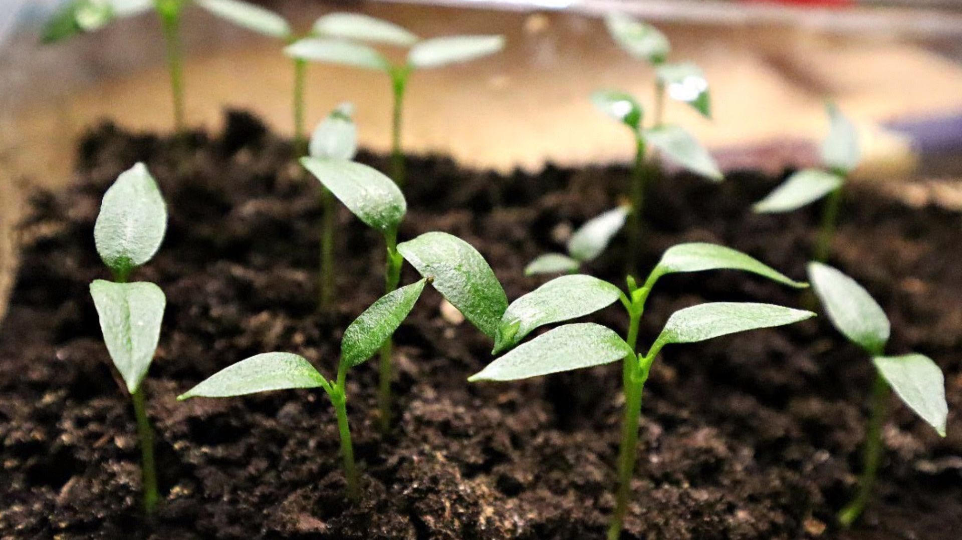 Семена перца проращиваю только так! Семена перца входят очень быстро при таком способе проращивания смотреть онлайн