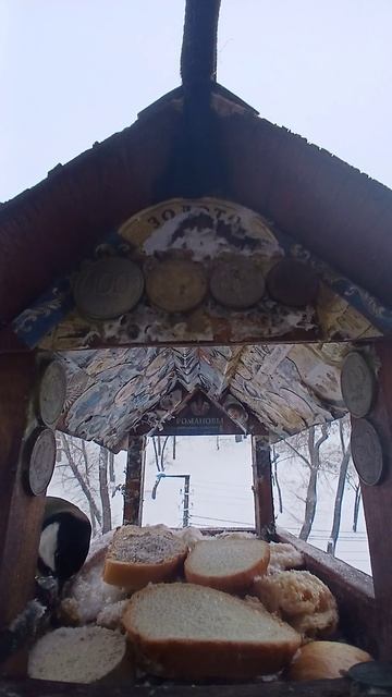 1000009491.mp4Кормушка.04.02.2026г.