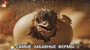 Веселые фермы и выращивание птиц, животных и растений (18)