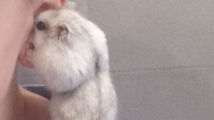 Рассказываем о хомяке Тоше