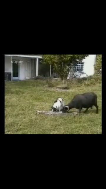 Коза vs Собака. Битва за жрачку смотреть онлайн