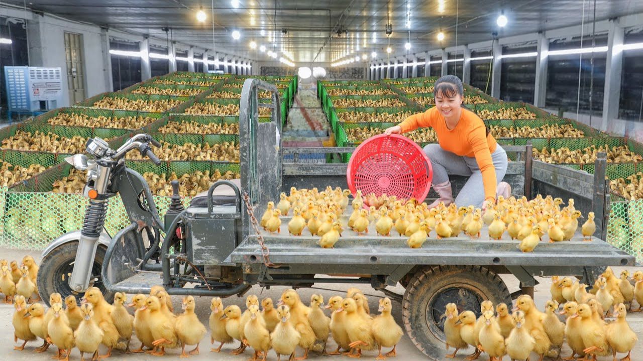 Купите более 300 утят на утиной ферме. Доставьте утят на рынок на грузовике. смотреть онлайн