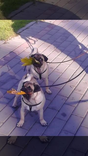 7791bd91011511f18ee4321f42fff931.mp4