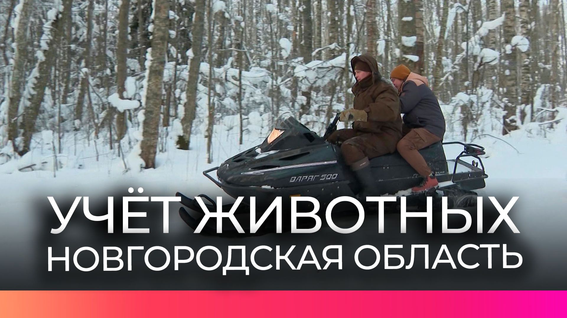 Новгородские специалисты проводят учёт животных и птиц смотреть онлайн