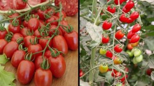 Розовые и малиновые томаты, урожайные баклажаны