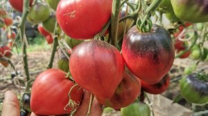 pomidom.ru Помидоры Sgt Pepper's - Одинокие Сердца Сержанта Пеппера