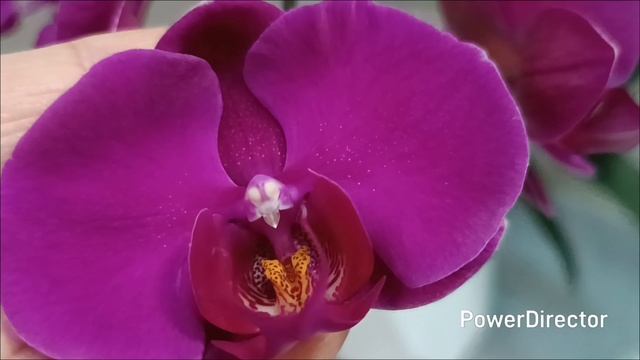 Обзор цветения орхидей в феврале 2026 г.