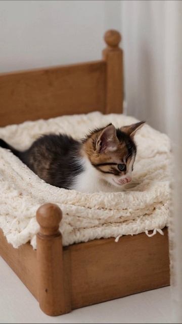 Котенок на уютной кроватке #котенок #домашниеживотные #милота Котенок на уютной кроватке #котенок #домашниеживотные #милота