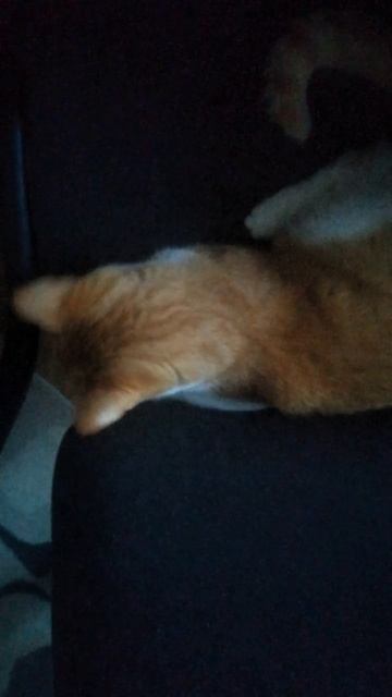 Пепсик спрятался