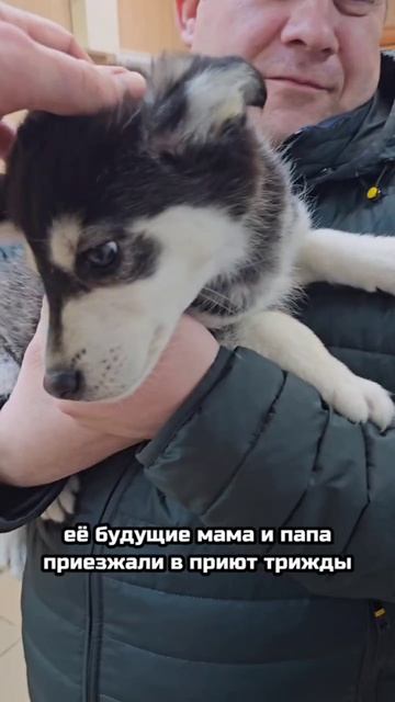 04 Помните щенка, которого выбросили в подъезде? Предательство осталось в прошлом! | Герда