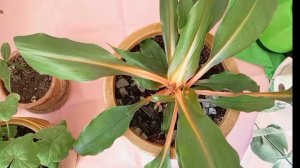 Сериал "Цветочный рай" . Серия 2. Операция спасения.