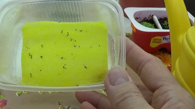 ВПЛ. 2199.   А вы такое делаете?