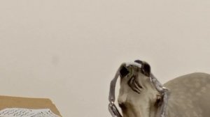 сериал Навсегда//5серия//лошади шляйх//Karmen studio//