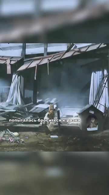 🍿 Этот пес которого мы приютили однажды спасет нам жизни смотреть онлайн