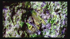 Metriks.Meteorite.Emerald_Dragon.5Din