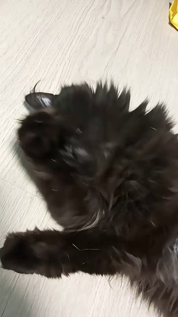 кошка Рада)