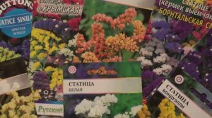 2193.   Ещё один обзор различных цветов февральского посева.