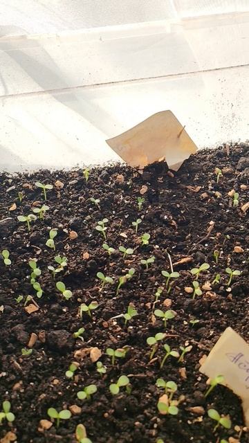 Астра, низкорослая. ✅
Посев 31 января 2026г✅
Закаляем 04.февраля 2026г✅