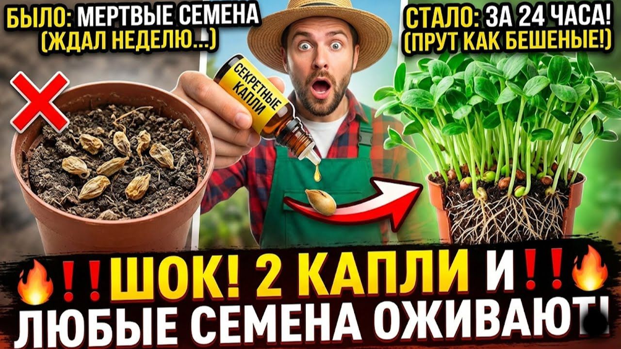 ЗАЛЕЙ ЭТО В СЕМЕНА! 2 КАПЛИ И ОНИ ВСХОДЯТ ЗА СУТКИ. СОСЕДИ БУДУТ ПЫТАТЬ ТЕБЯ!
