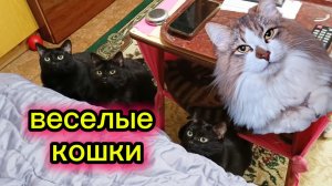 ВЕСЁЛЫЕ КОШКИ.