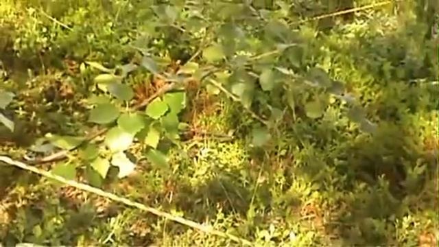 Рыбалка в тундре .