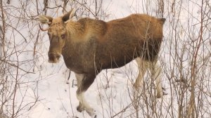 Лоси в феврале. Почти все быки без рогов.